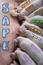 SAPE.RU SAPE.RU